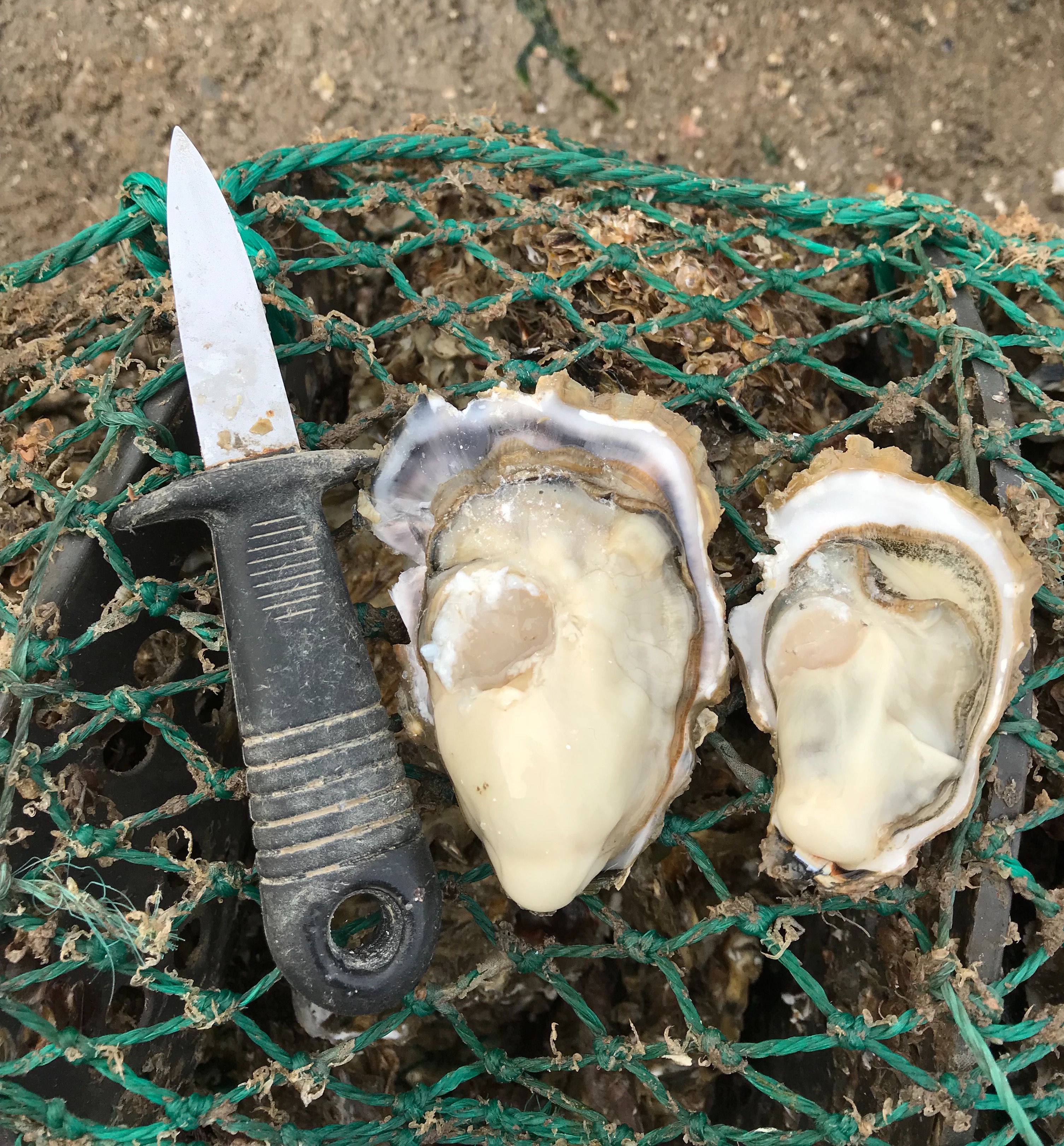 牡蠣圖片/牡蠣樣板圖 (1)