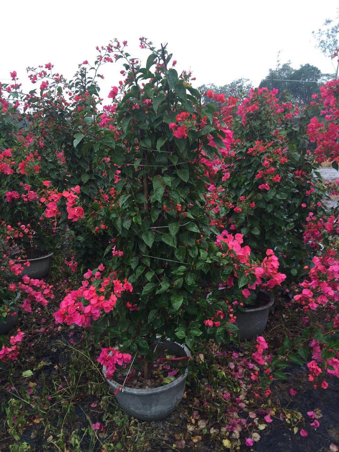 海南粉紅三角梅供應(yīng)圖片/海南粉紅三角梅供應(yīng)樣板圖 (3)