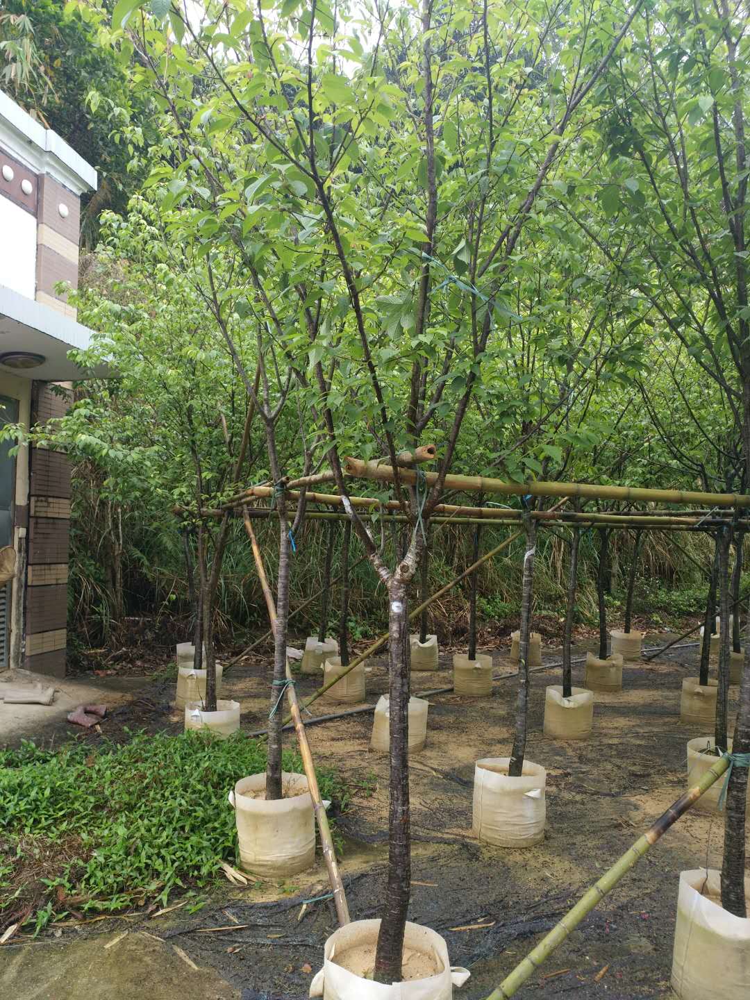 山櫻花圖片/山櫻花樣板圖 (4)