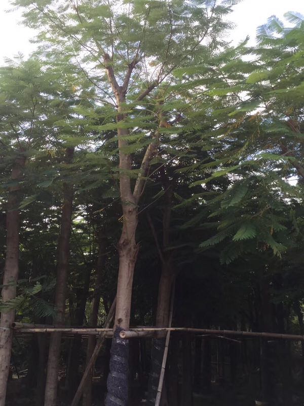 鳳凰木圖片/鳳凰木樣板圖 (4)