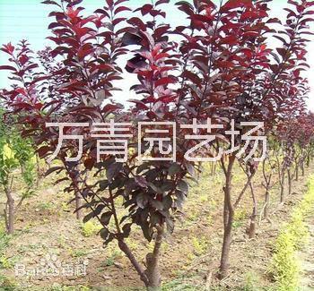 紫葉李圖片/紫葉李樣板圖 (1)