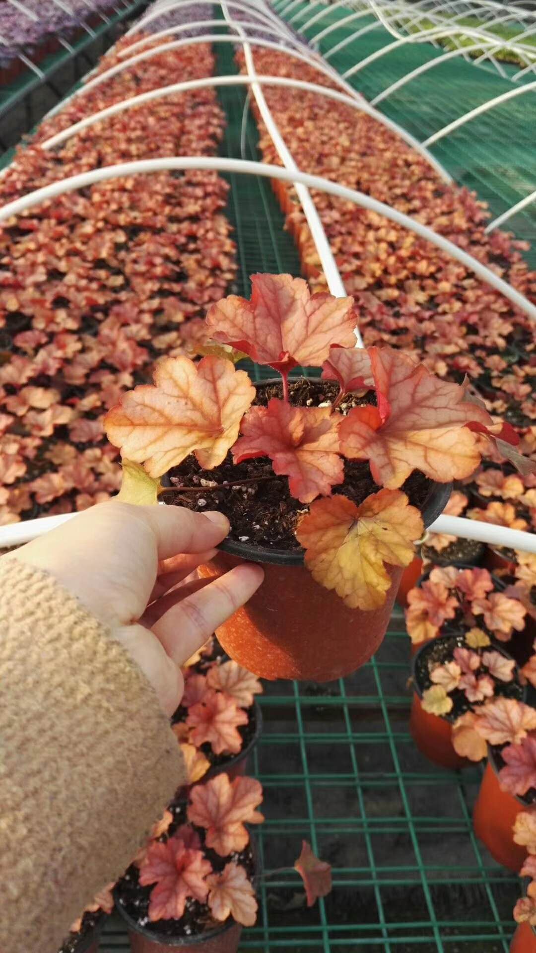 西安礬根出售圖片/西安礬根出售樣板圖 (2)