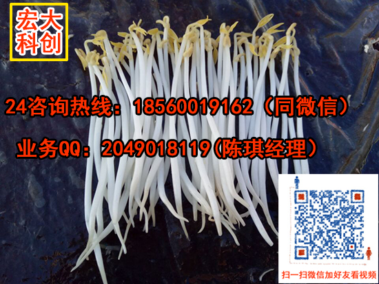 豆芽機(jī)全自動豆芽機(jī)圖片/豆芽機(jī)全自動豆芽機(jī)樣板圖 (4)