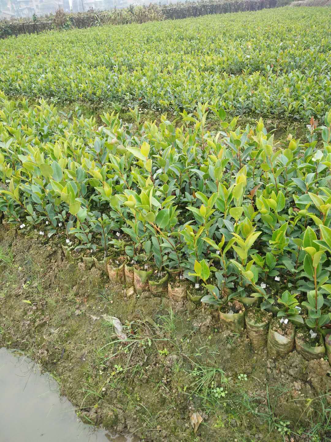 湖南油茶生杯苗厂家 油茶生杯苗供应 一年生杯苗供应 油茶一年生杯苗 湖南一年生杯苗