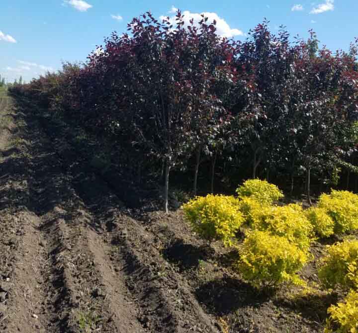 園林綠化工程圖片/園林綠化工程樣板圖 (1)