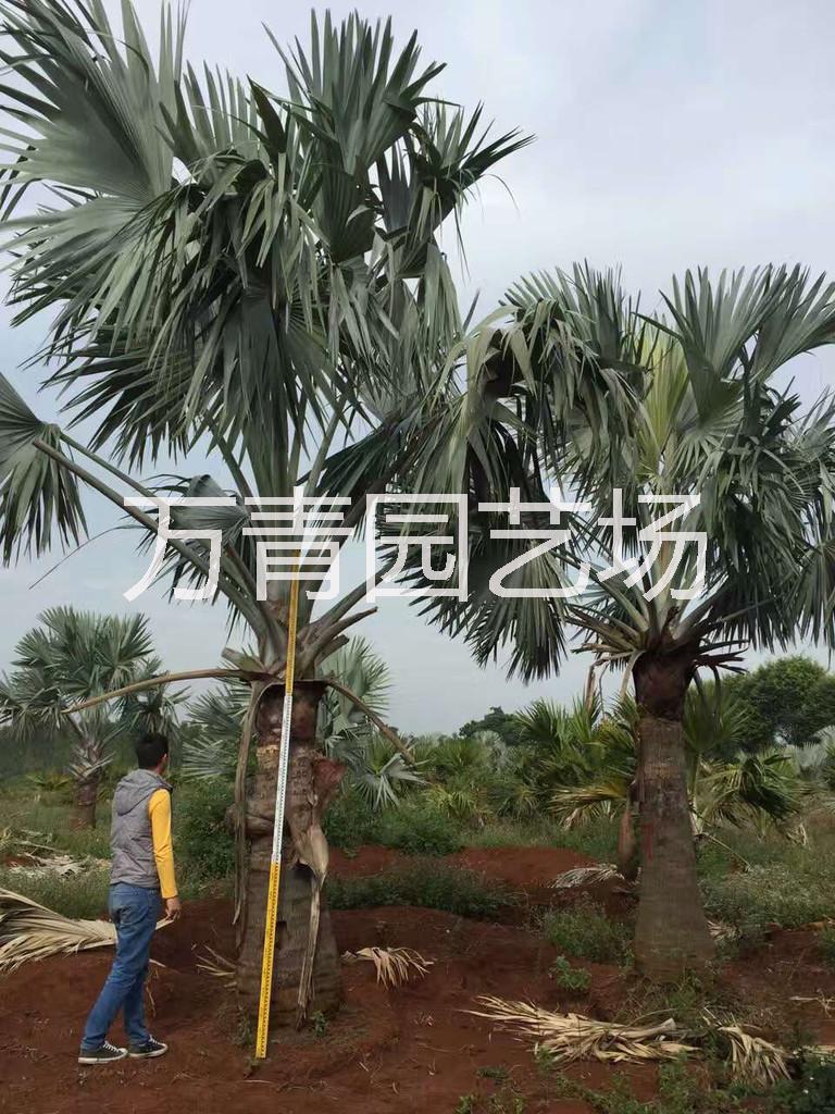 霸王棕圖片/霸王棕樣板圖 (4)