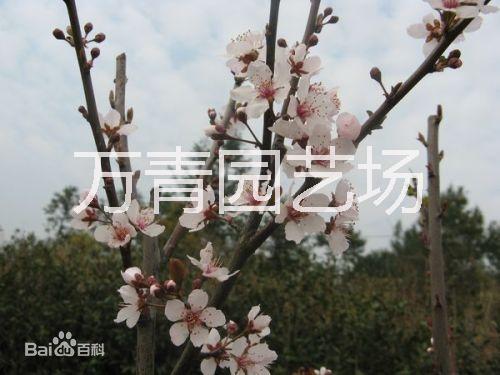 紫葉李圖片/紫葉李樣板圖 (4)