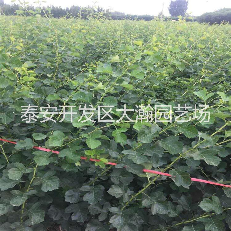山楂樹苗圖片/山楂樹苗樣板圖 (3)