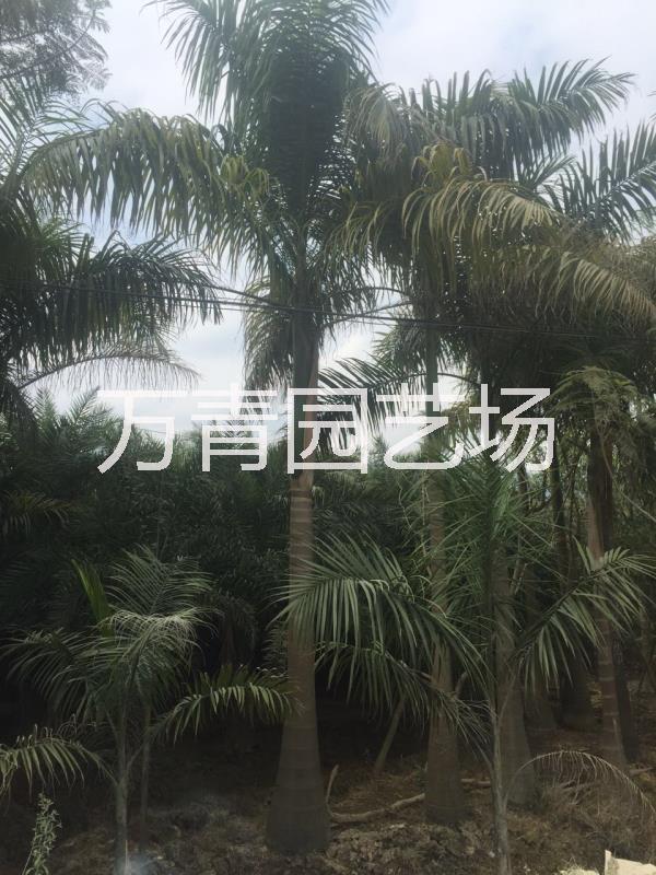 福建省上海大王椰子價(jià)格，福建省上海大王椰子自產(chǎn)自銷，福建省上海大王椰子品大量供應(yīng)，上海大王椰子苗木，上海大王椰子采購