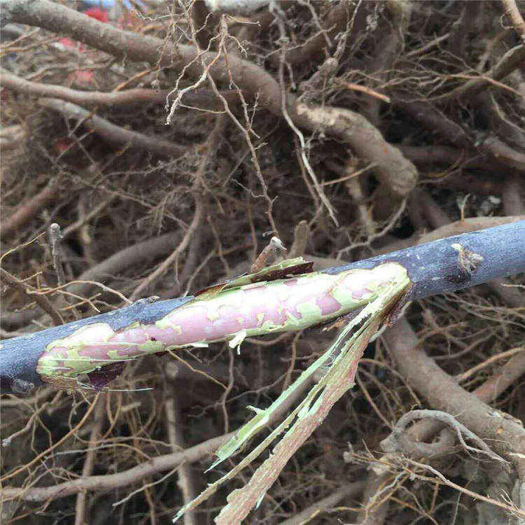 蘋果樹(shù)苗圖片/蘋果樹(shù)苗樣板圖 (2)