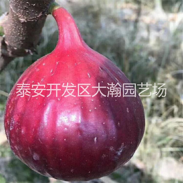 波姬紅苗圖片/波姬紅苗樣板圖 (2)