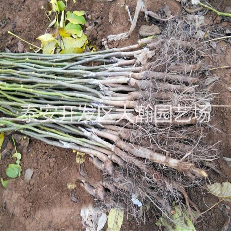 核桃苗8518、香玲、泰山薄皮圖片/核桃苗8518、香玲、泰山薄皮樣板圖 (3)