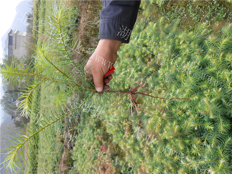 木樹苗圖片/木樹苗樣板圖 (3)