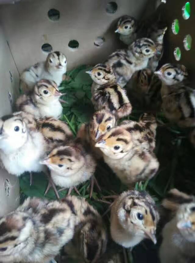 七彩山雞苗圖片/七彩山雞苗樣板圖 (1)