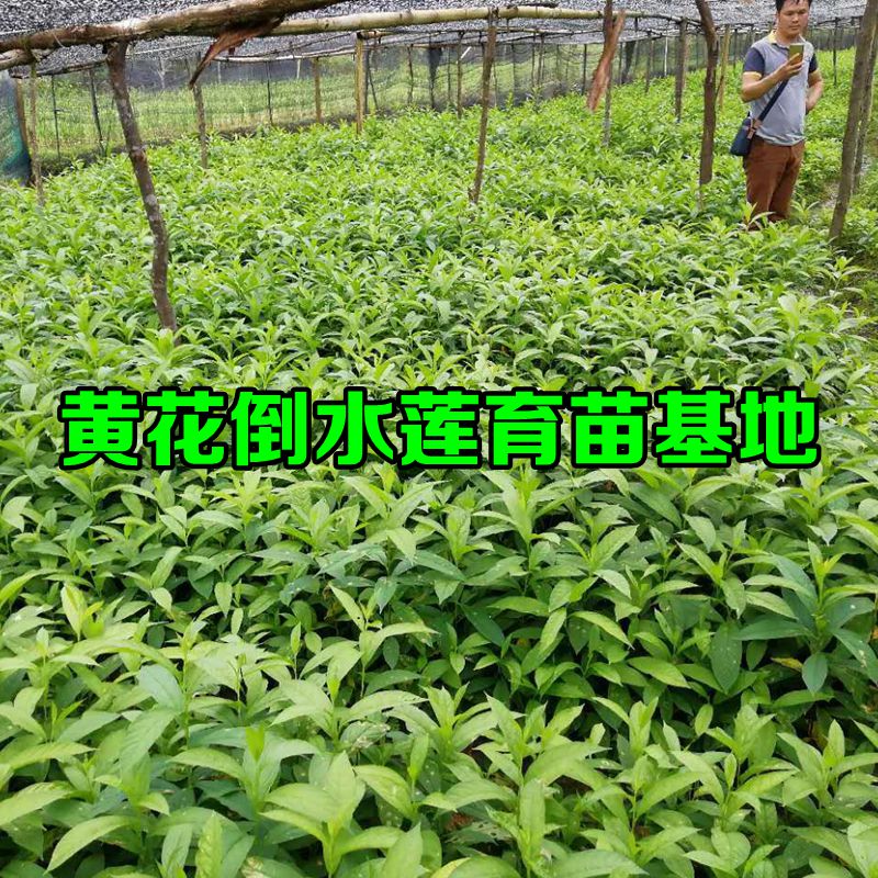 黃花倒水蓮   觀音串種苗圖片/黃花倒水蓮   觀音串種苗樣板圖 (2)