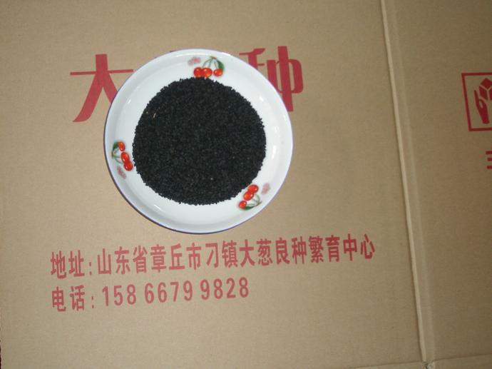 大蔥種子圖片/大蔥種子樣板圖 (2)