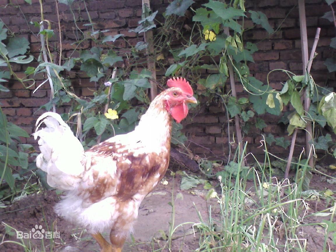 柴雞苗圖片/柴雞苗樣板圖 (2)