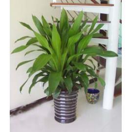 佛山市辦公樓室內(nèi)花卉盆景盆載出租圖片/佛山市辦公樓室內(nèi)花卉盆景盆載出租樣板圖 (2)