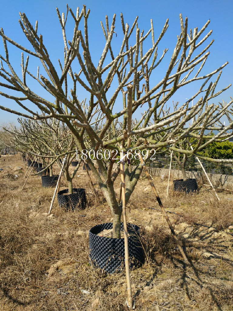 贵州鸡蛋花厂家图片