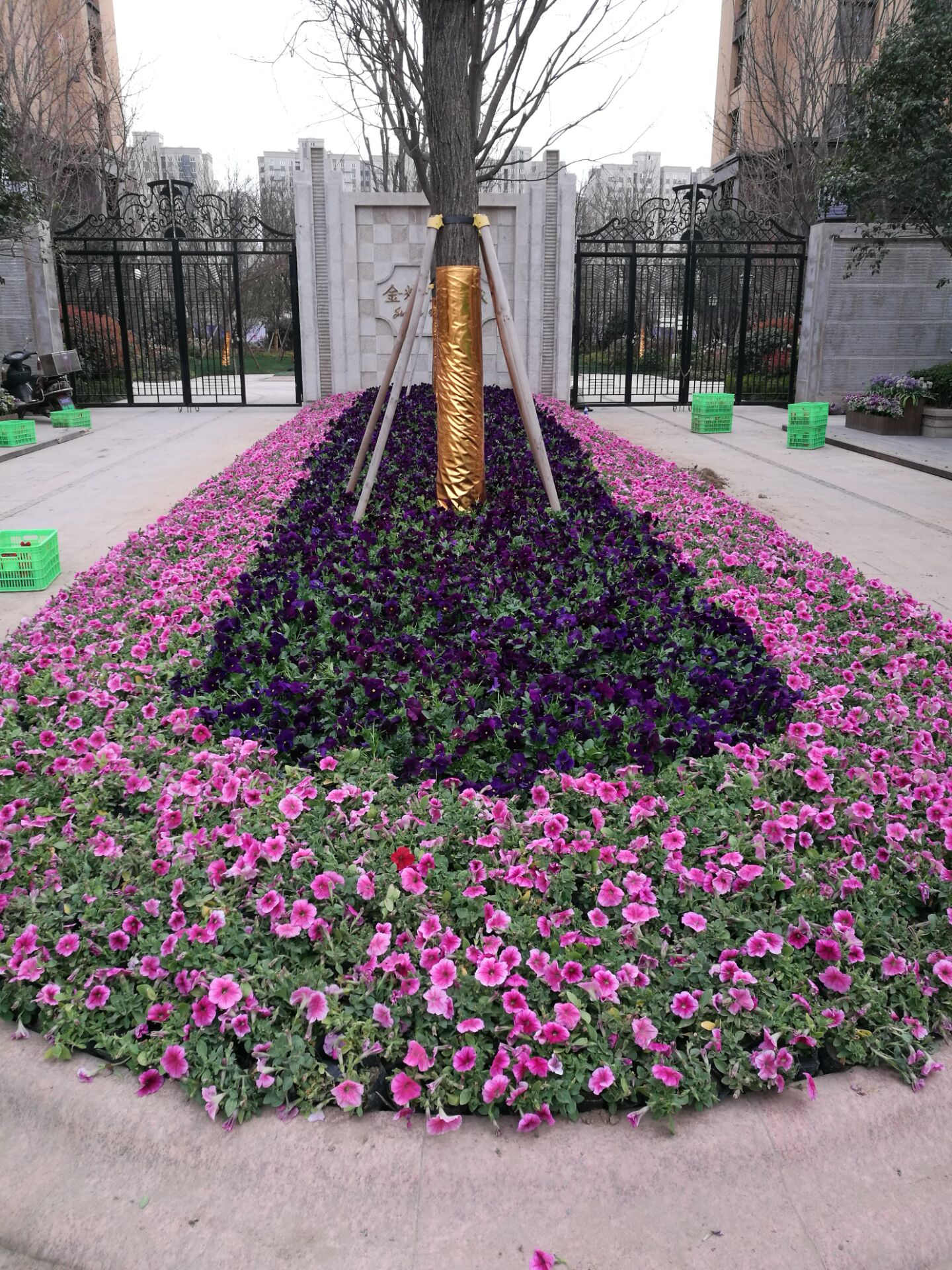 綠色植物圖片/綠色植物樣板圖 (3)