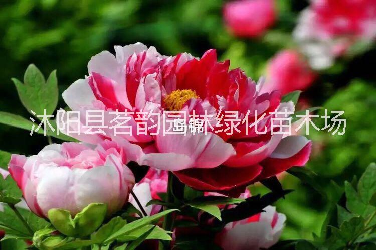 供应岛锦牡丹花苗盆栽 绿植牡丹苗 牡丹花苗价格