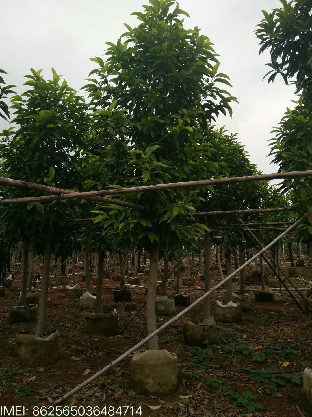 白蘭花圖片/白蘭花樣板圖 (4)