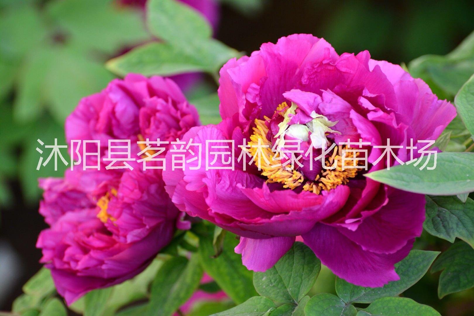 牡丹苗價格圖片