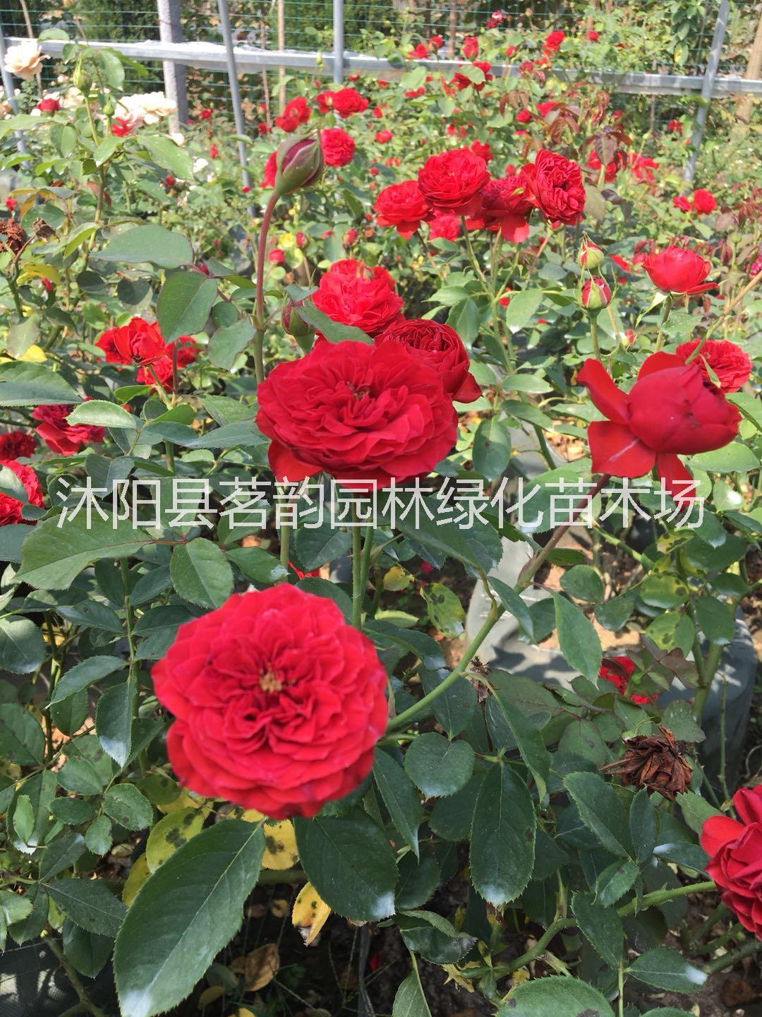 鳳凰牡丹圖片/鳳凰牡丹樣板圖 (3)