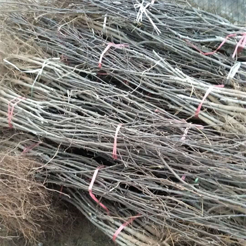 晚秋黃梨苗圖片/晚秋黃梨苗樣板圖 (1)