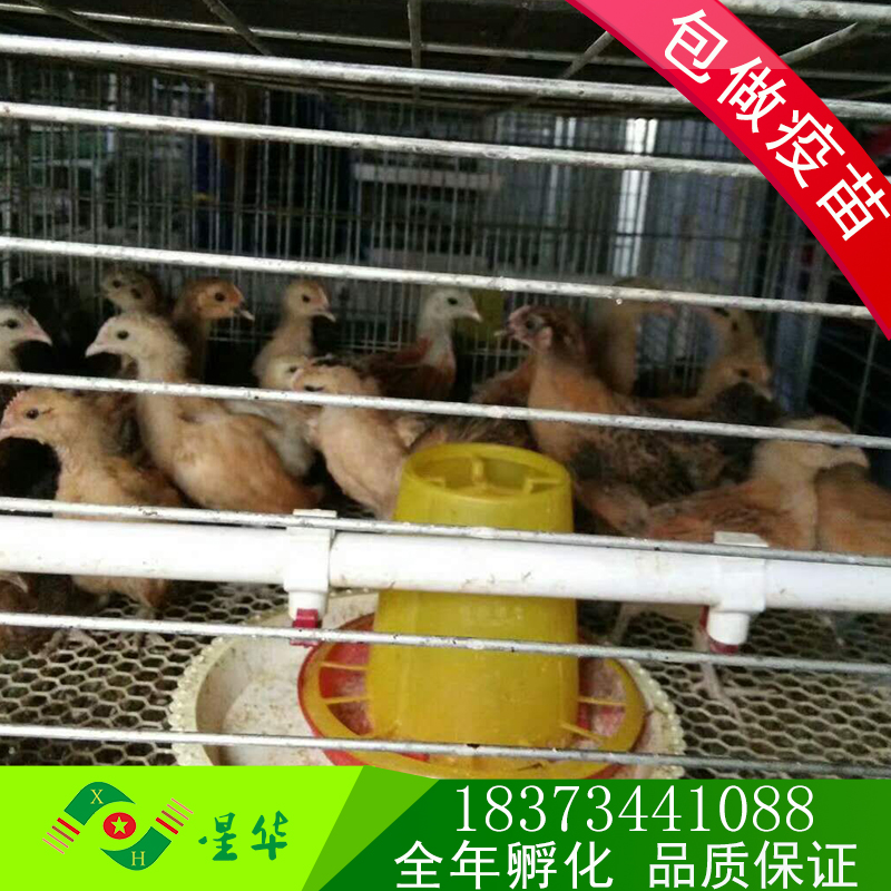 雞苗圖片/雞苗樣板圖 (2)