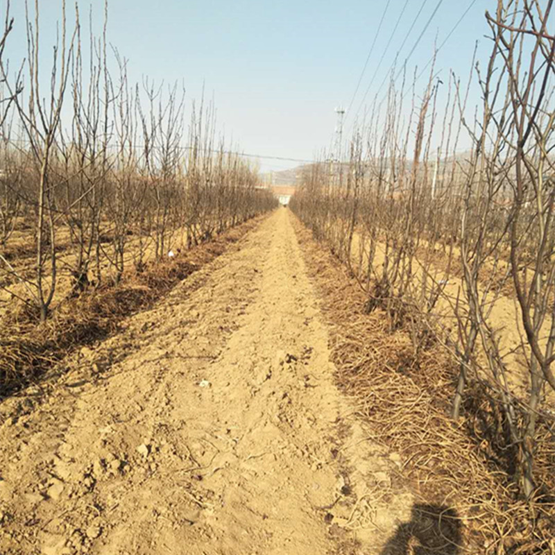 晚秋黃梨苗圖片/晚秋黃梨苗樣板圖 (3)