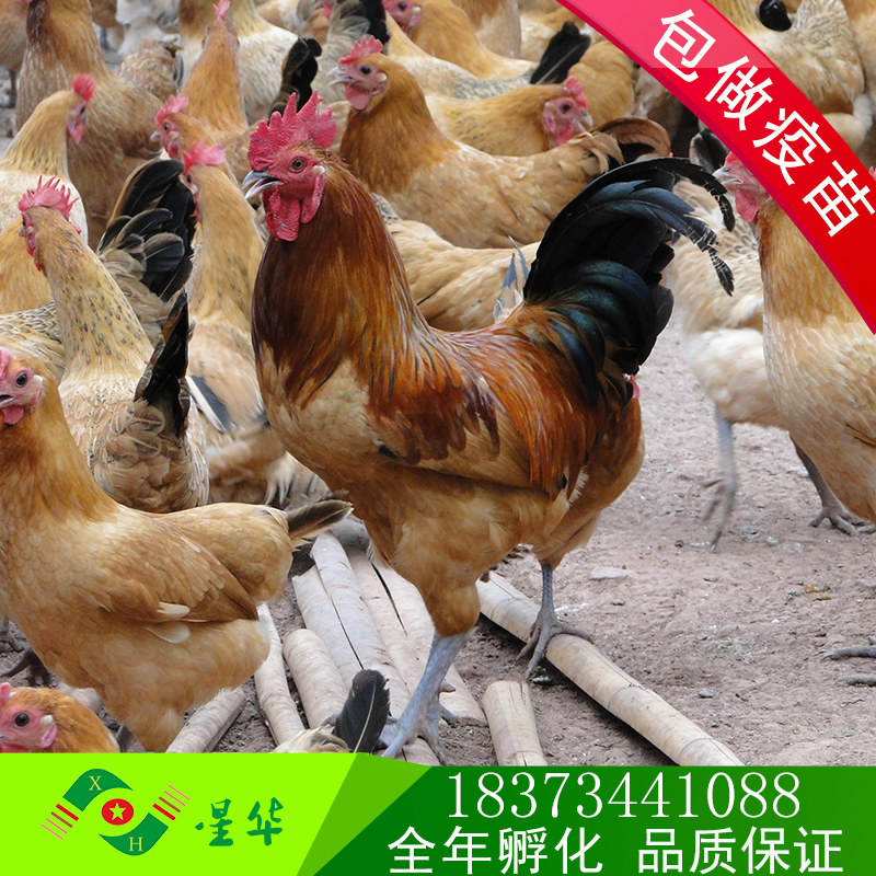 雞苗圖片/雞苗樣板圖 (1)