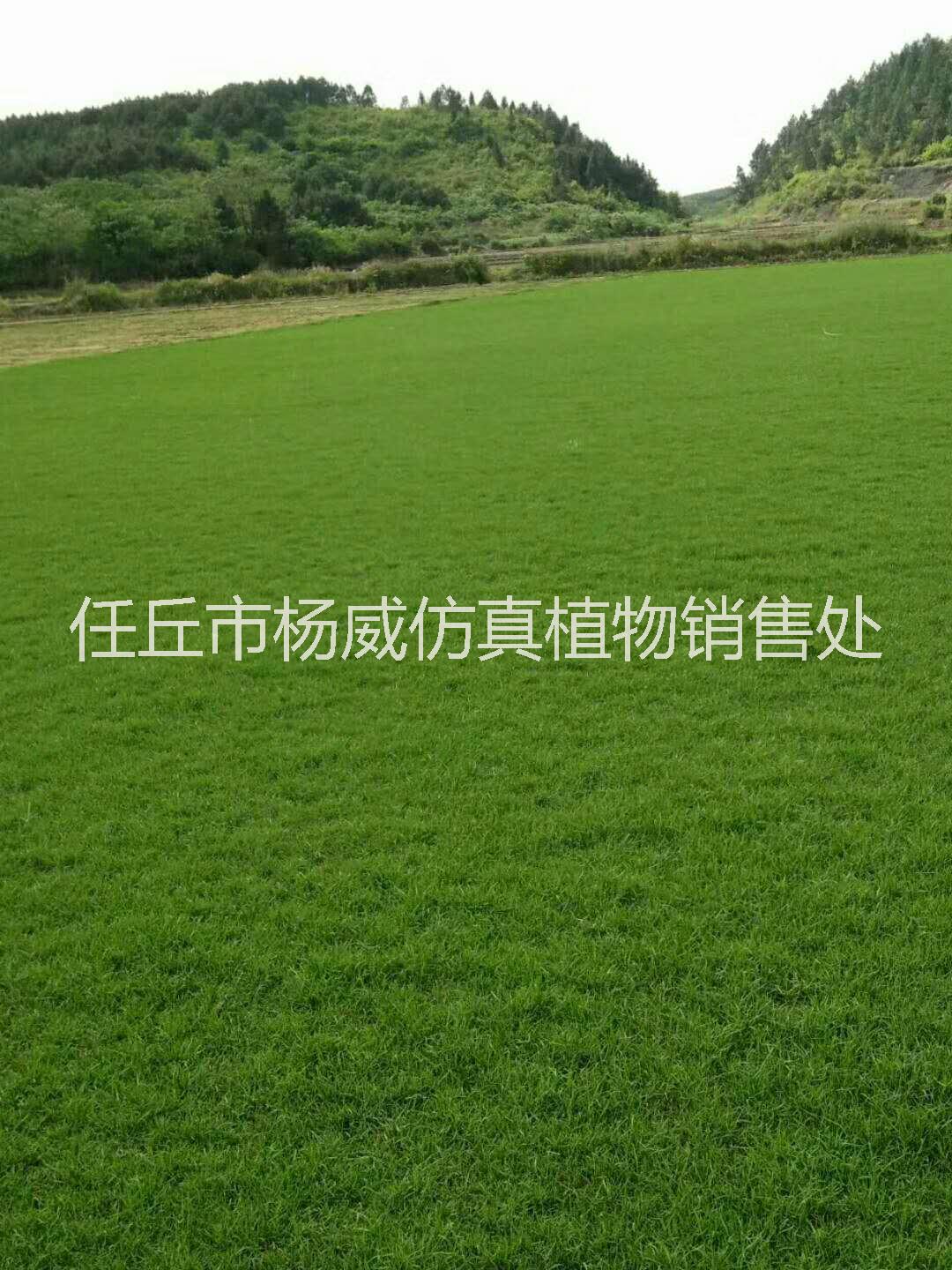 大量廣西草坪出售   廣西優(yōu)質(zhì)草坪批發(fā)    廣西草坪批發(fā)電話