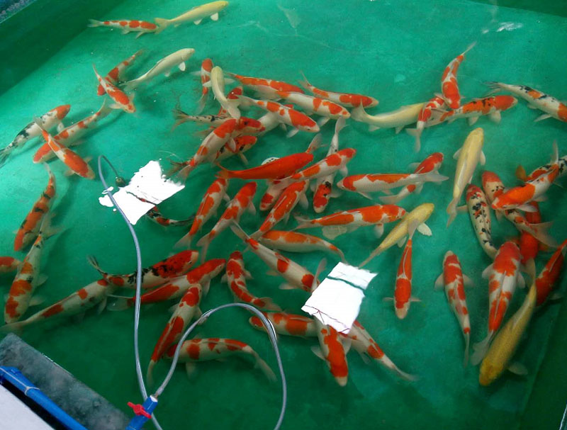 55-60公分大四家錦鯉批發(fā)圖片/55-60公分大四家錦鯉批發(fā)樣板圖 (1)