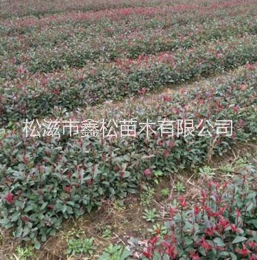 梔子圖片/梔子樣板圖 (2)