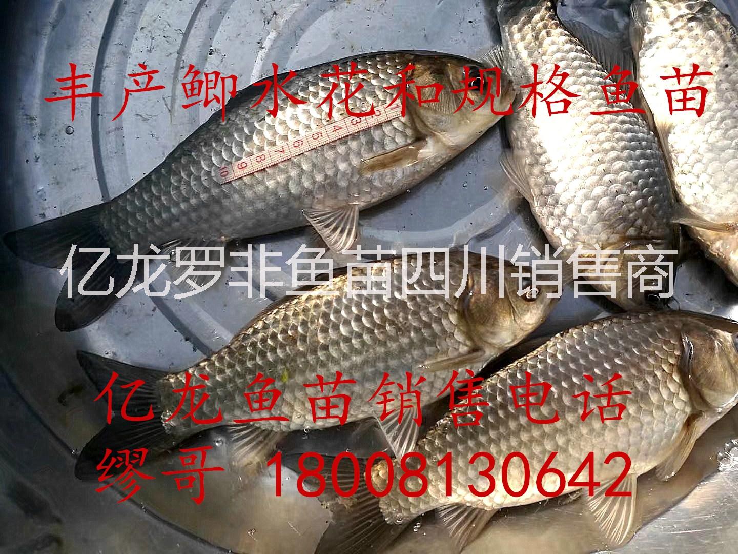 翹殼水花翹殼魚苗圖片/翹殼水花翹殼魚苗樣板圖 (3)