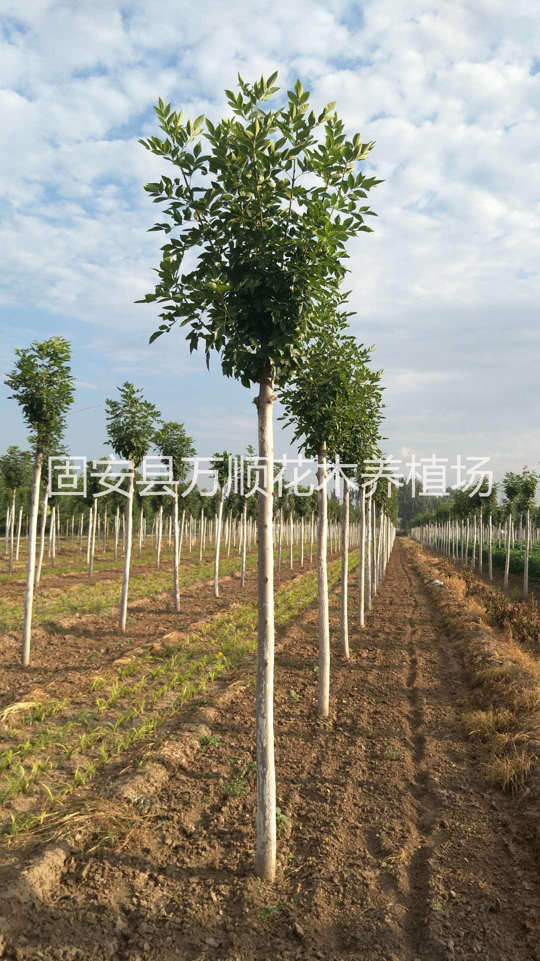 供應(yīng)10cm優(yōu)質(zhì)白蠟圖片/供應(yīng)10cm優(yōu)質(zhì)白蠟樣板圖 (2)