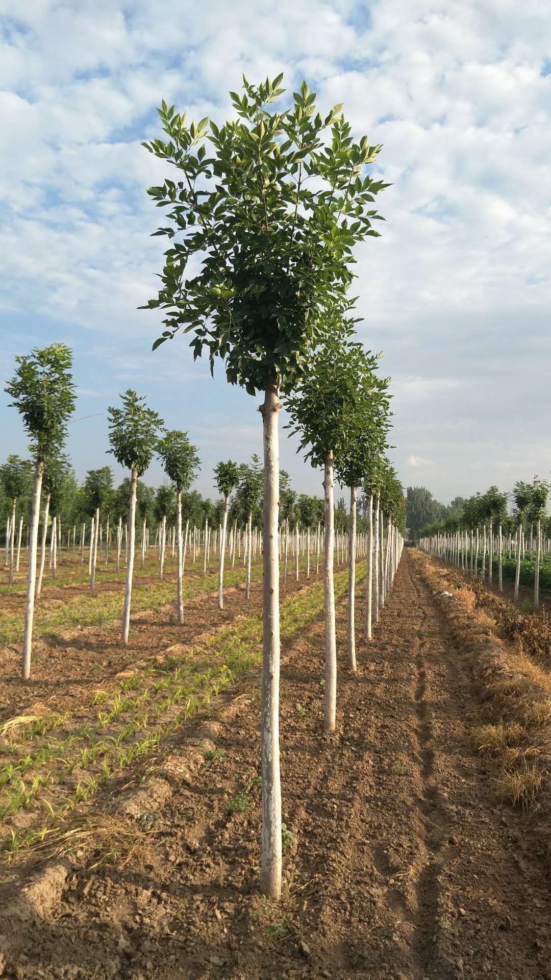 供應(yīng)10cm優(yōu)質(zhì)白蠟