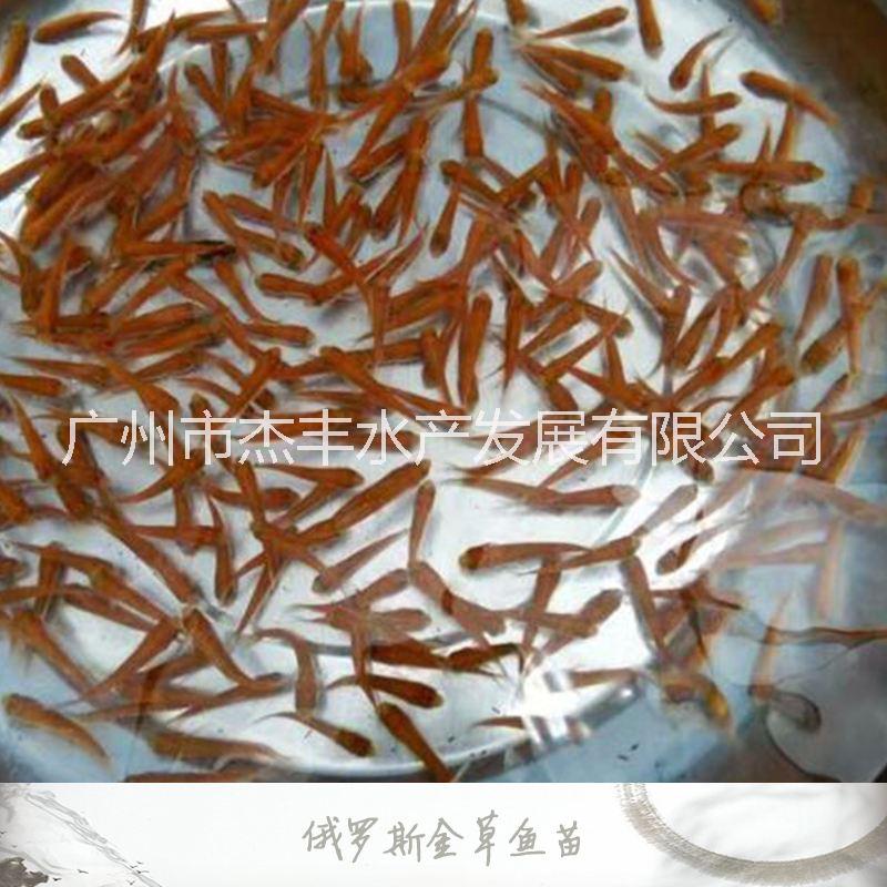 草魚(yú)苗圖片/草魚(yú)苗樣板圖 (4)