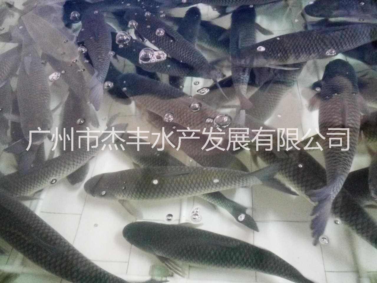 长江一号草鱼苗图片