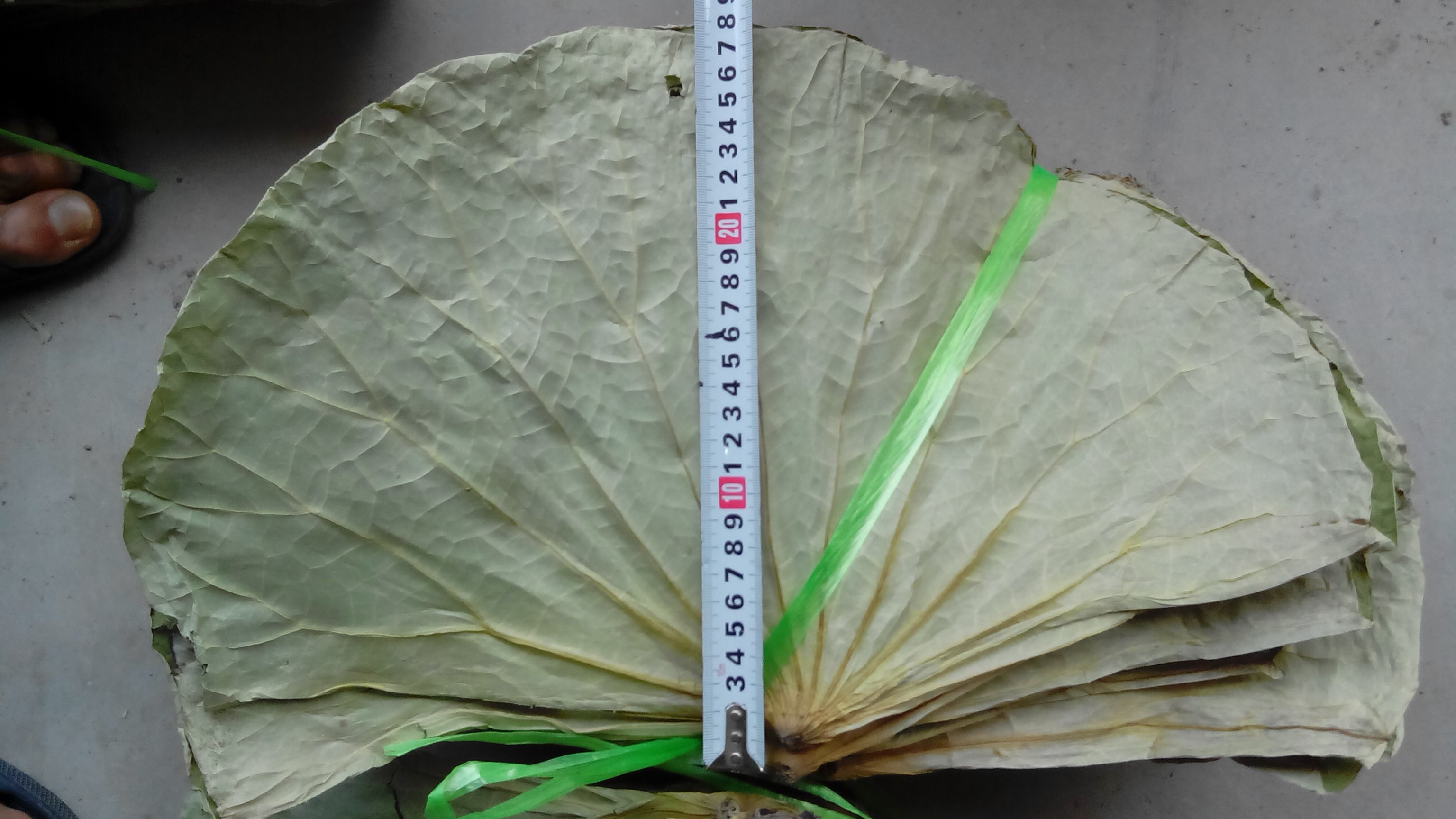 干荷葉圖片/干荷葉樣板圖 (2)