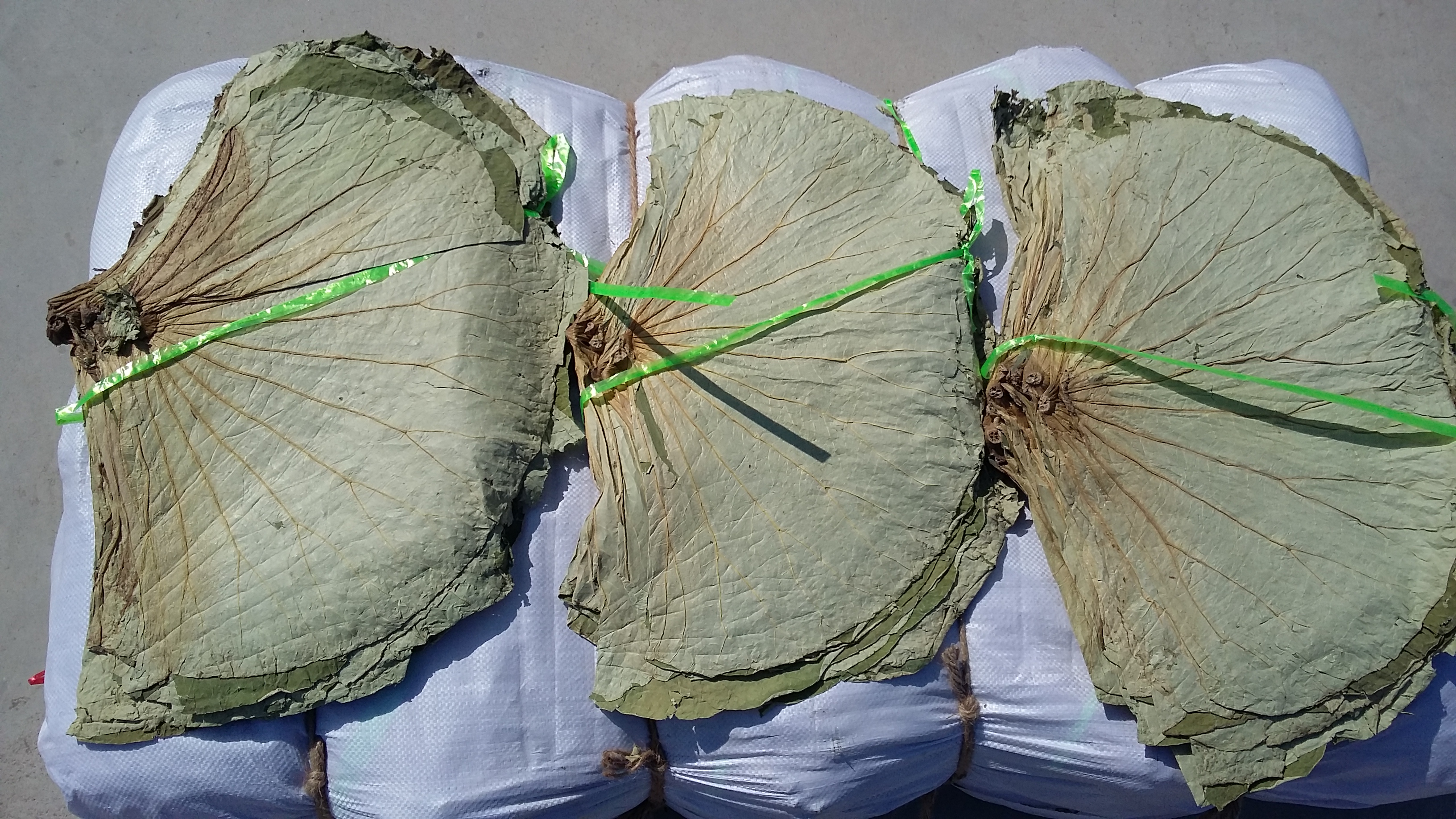 干荷葉圖片/干荷葉樣板圖 (3)