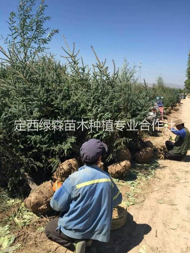 5米云杉圖片/5米云杉樣板圖 (3)