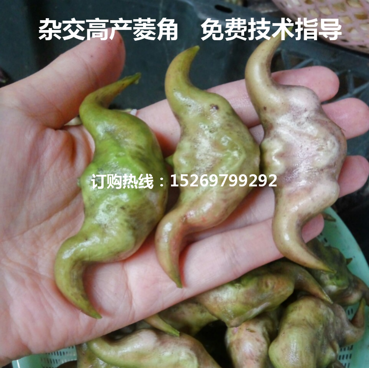 菱角苗圖片
