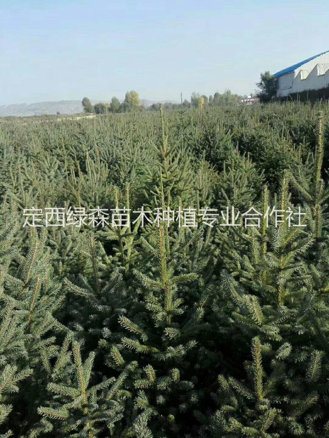 甘肅云杉2米2.2米，，甘肅青扦云杉3米4米綠化 甘肅青扦云杉2米3米4米綠化