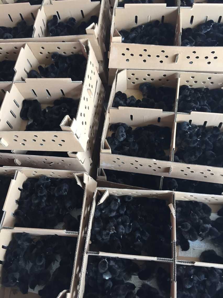 供應(yīng)烏骨綠殼蛋雞苗廠家直銷優(yōu)良品種成活率高免費提供養(yǎng)殖技術(shù)資料書