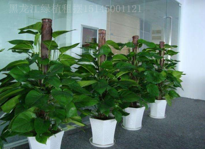 佳木斯綠植花卉租賃租擺圖片/佳木斯綠植花卉租賃租擺樣板圖 (2)