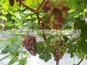 金手指 金手指葡萄 金手指批發(fā) 金手指價(jià)格