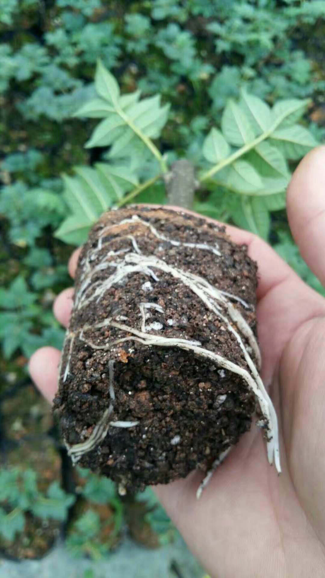 吳茱萸圖片/吳茱萸樣板圖 (4)