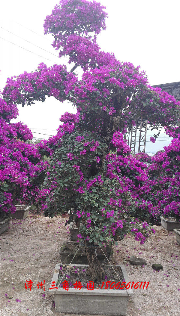 紫色花三角梅盆景 三角梅供應(yīng)圖片/紫色花三角梅盆景 三角梅供應(yīng)樣板圖 (4)